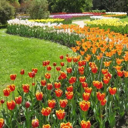 Primavera